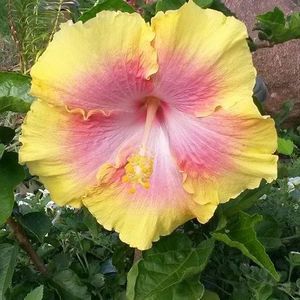 Meet your Posher, Pamela